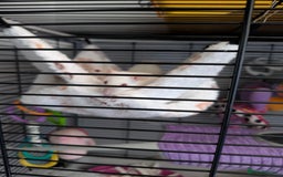 Rat rodents for sale: Baby rats  - Image 11