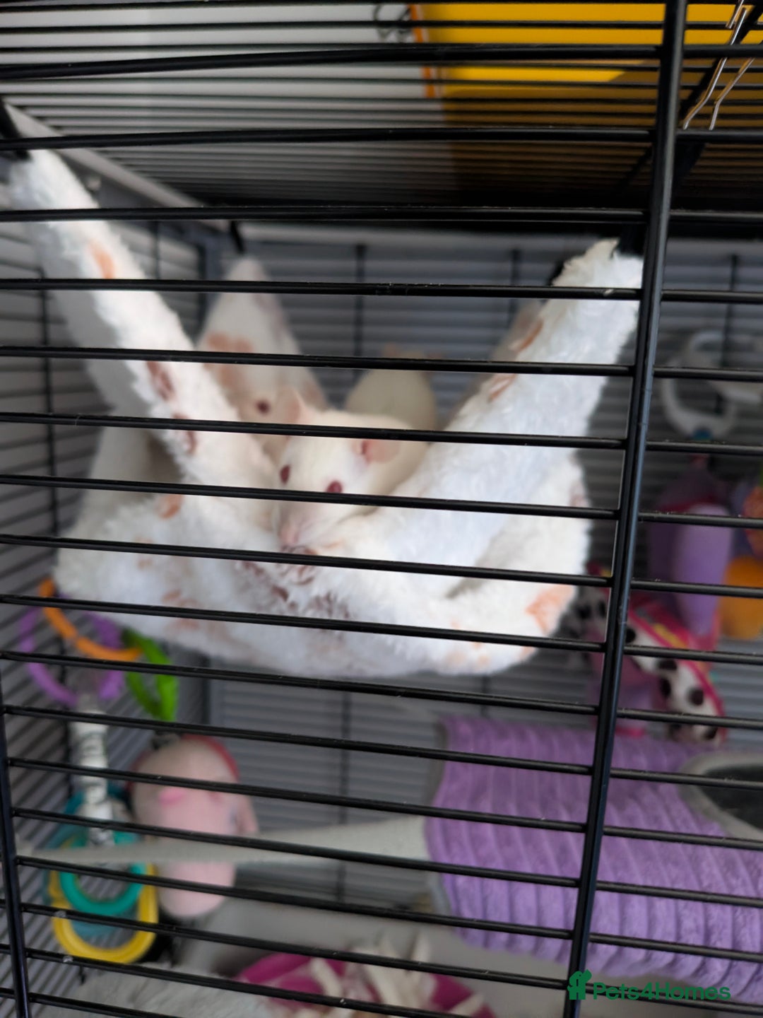 Rat rodents for sale: Baby rats  - Image 11