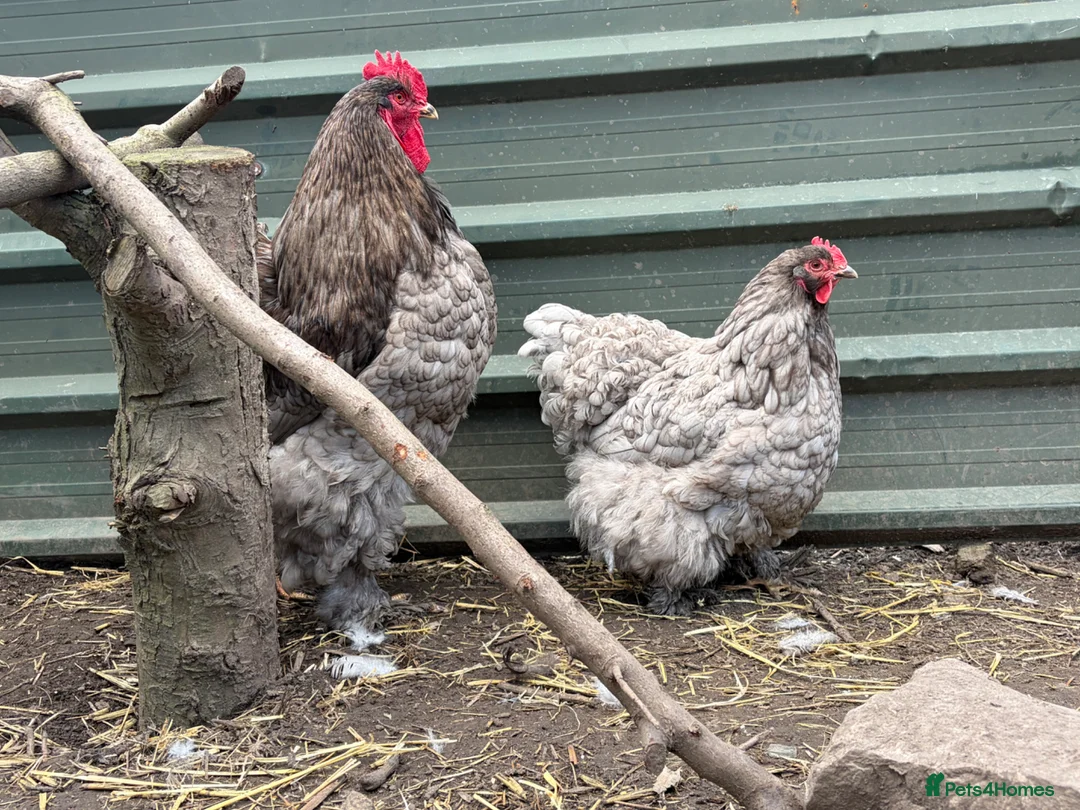 Chickens poultry for sale: Various Rare Breed Cochin Chickens gentle giants - Advert 2