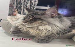 Maine Coon cats for sale: Beautiful pedigree maine coons, open to offers - Image 19