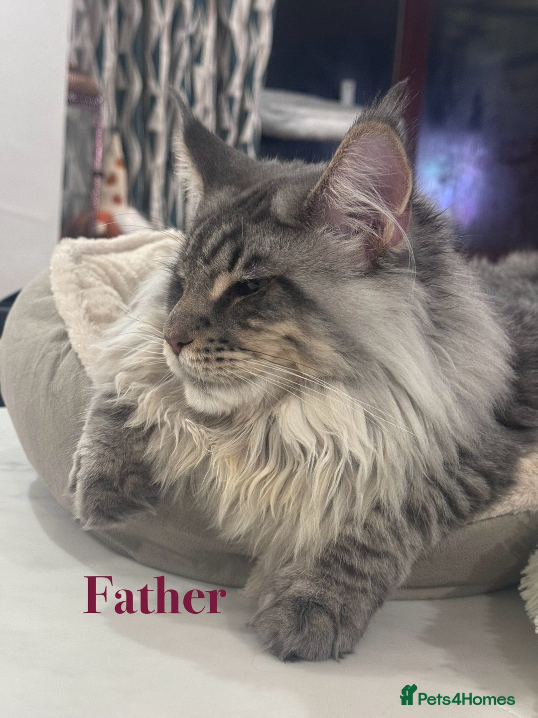 Maine Coon cats for sale: Beautiful pedigree maine coons, open to offers - Image 19