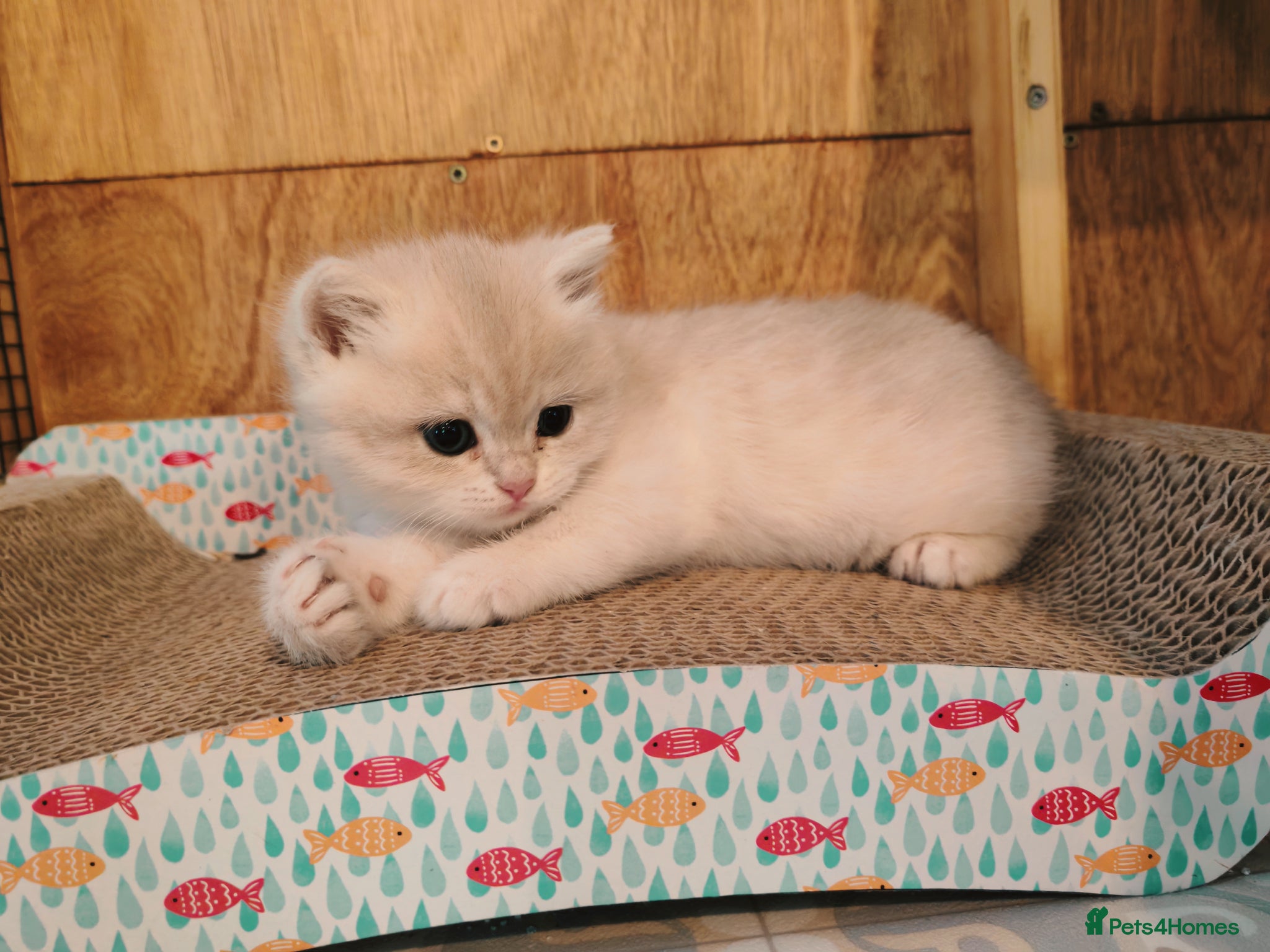 British Shorthair cats Blue Golden Tipped BSH - GCCF - King / Show - Advert 20