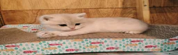 British Shorthair cats for sale: 1 left, Rare Tipped British Shorthair girl - Advert 19