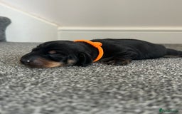 Miniature Dachshund dogs for sale: Black & tan boy, KC reg, PRA clear, low coi score - Image 2