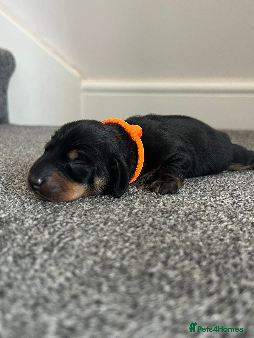 Miniature Dachshund dogs for sale: Black & tan boy, KC reg, PRA clear, low coi score - Image 2