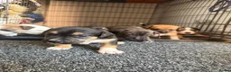 Staffordshire Bull Terrier dogs for sale: Staffy pups  - Advert 15