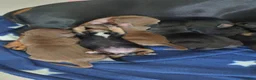 Miniature Dachshund dogs for sale: Beautiful smooth haired miniature duchounds - Advert 16