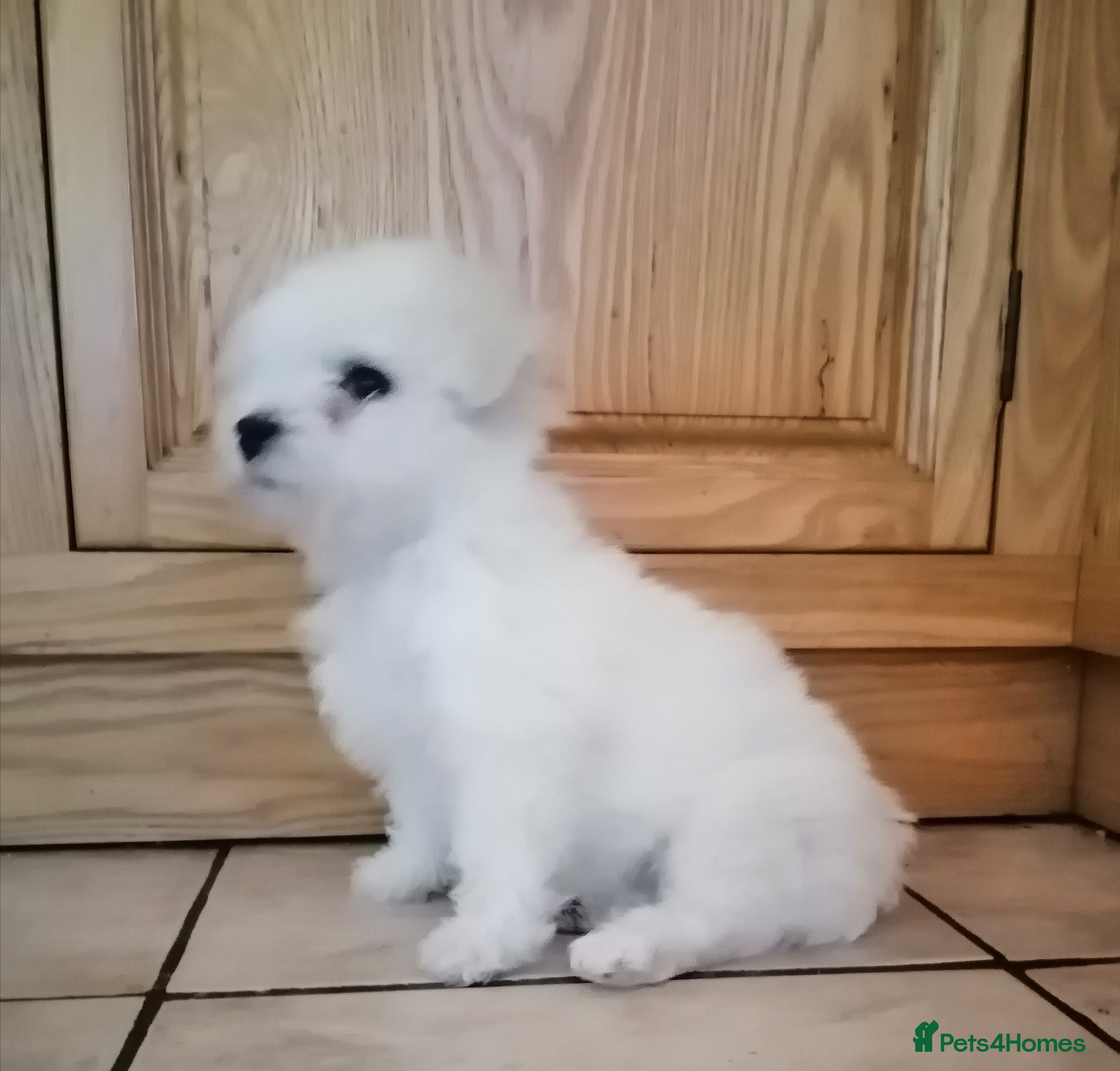 Bichon Frise dogs Bichon Frise Puppy - Advert 10