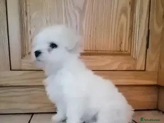 Bichon Frise dogs Bichon Frise Puppy - Advert 10