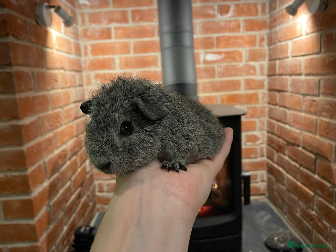 Guinea Pig rodents for sale: Pair of male Rex guinea pigs  - Advert 8