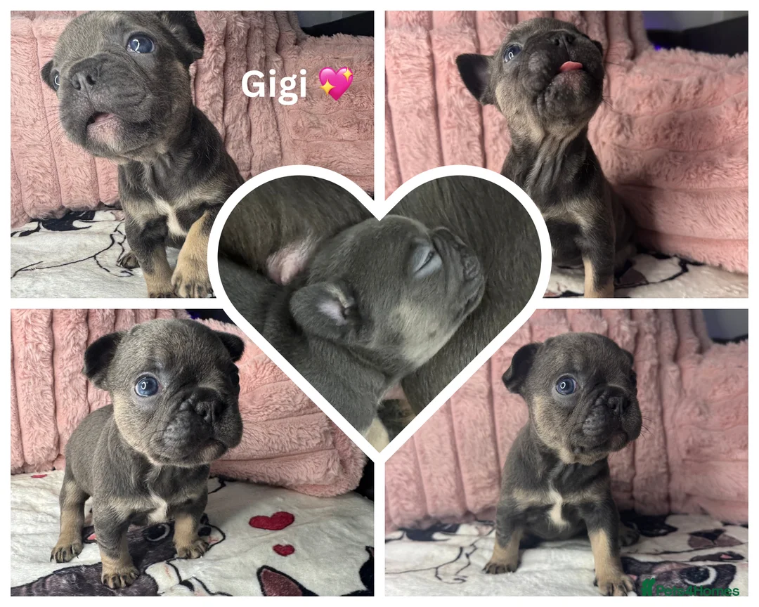 French Bulldog dogs for sale: 5 Beautiful Fluffy Carrier French Bulldog Puppies  - Advert 5