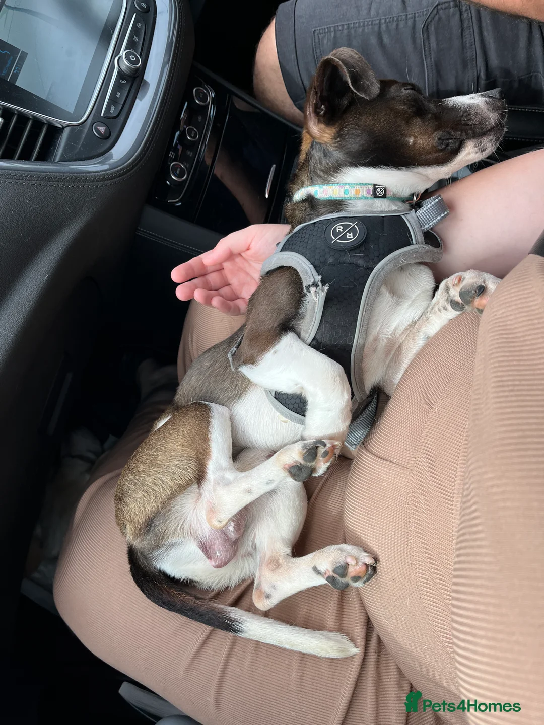 Mixed Breed dogs for sale: Male jug x Daschund  - Advert 2