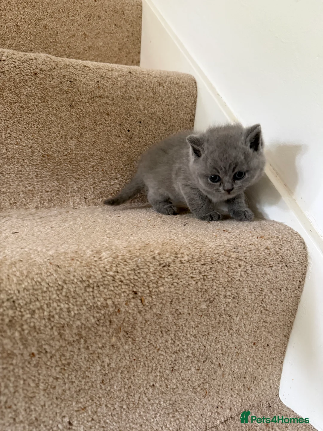 British Shorthair cats for sale: Stunning GCCF BSH - Tortie and Bi colour  - Advert 24