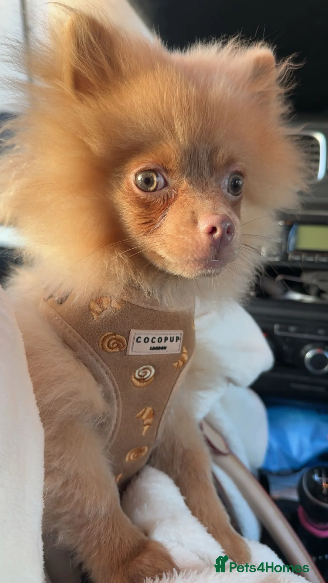 Pomeranian dogs for sale: Green eyed Pomeranian male  in Bonnyrigg - Advert 1