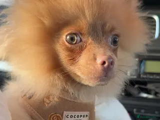 Pomeranian dogs Green eyed Pomeranian male - Advert 3