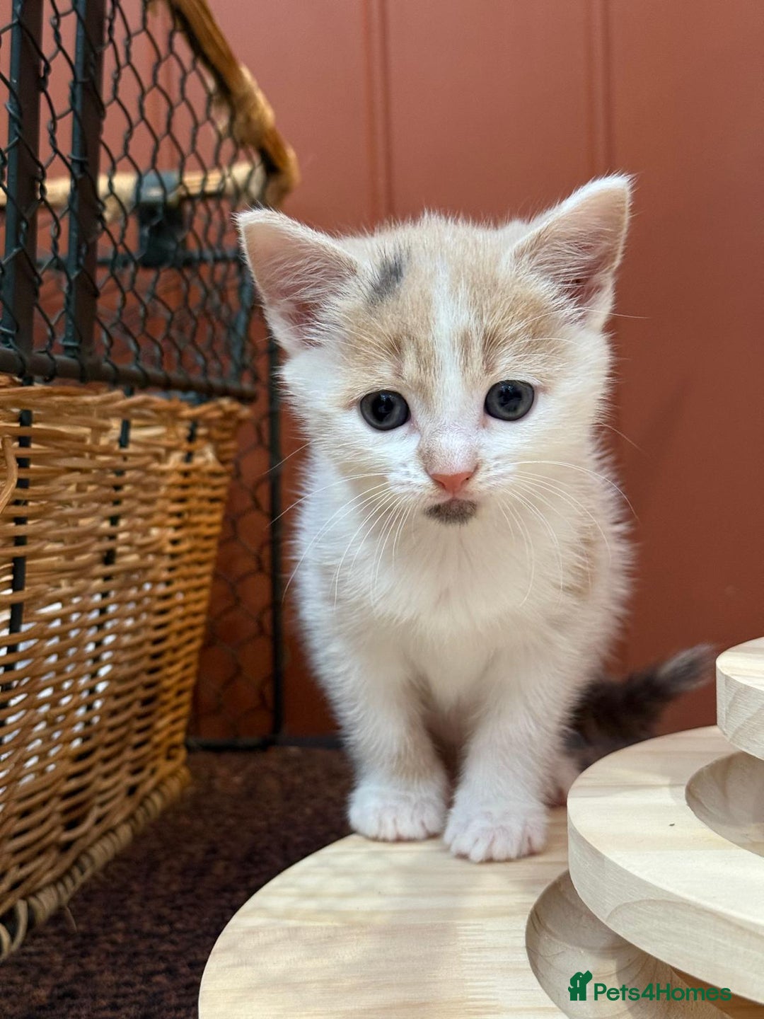 Mixed Breed cats for sale: 🐾 Adorable Kittens For Forever Homes 🐾  - Image 3