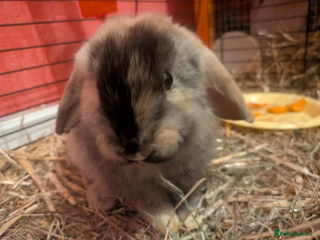English Lop rabbits for sale: English lop price drop due to more been born  - Advert 3