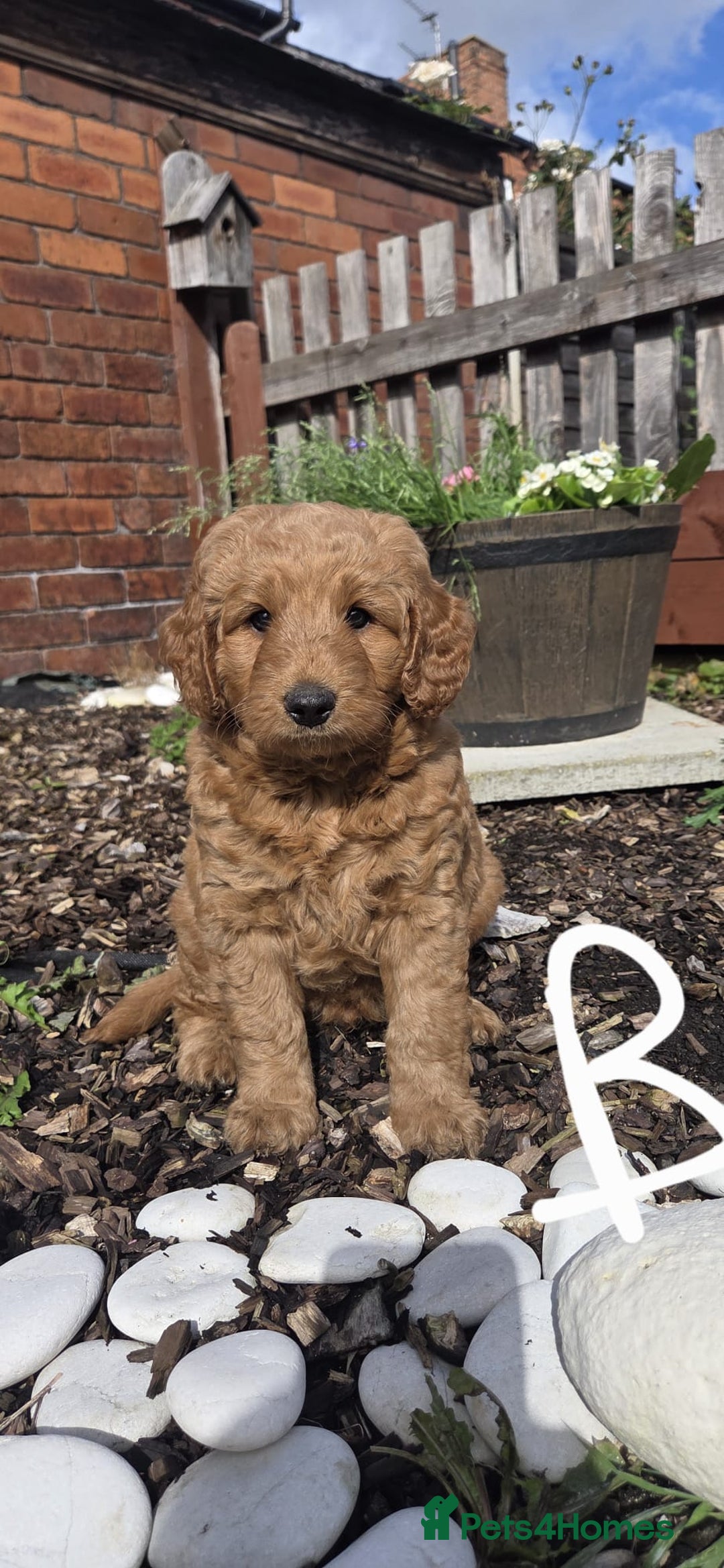 Cockapoo dogs for sale: Cockapoo f1b - Image 2