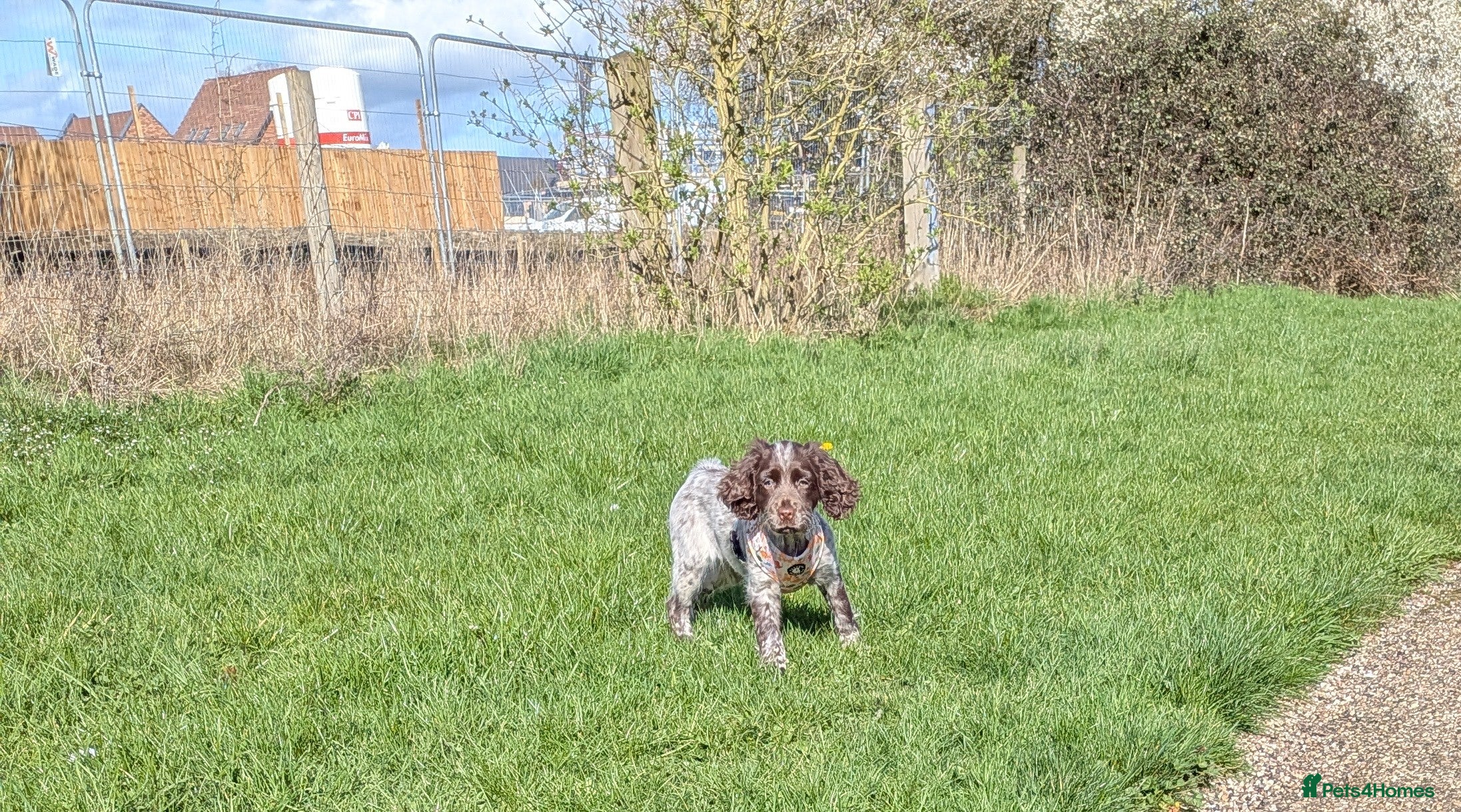 Cocker Spaniel dogs 1 female sprocker pup for sale  - Advert 17