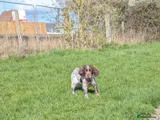 Cocker Spaniel dogs 1 female sprocker pup for sale - Advert 17