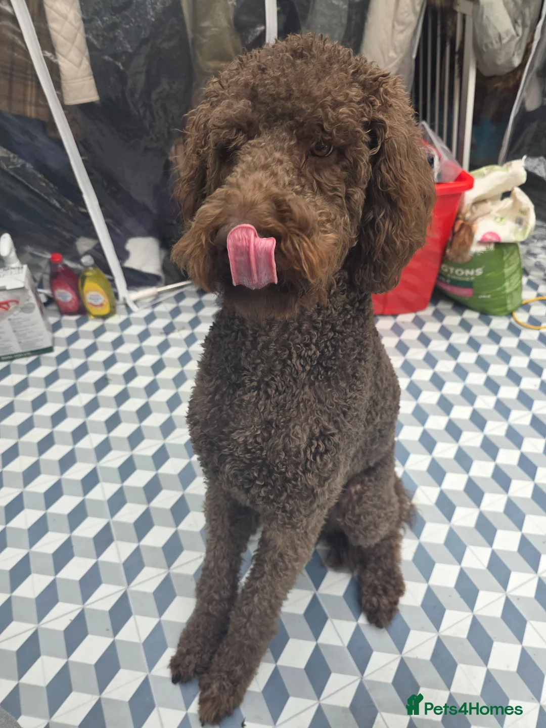 Labradoodle dogs for sale: 18 month old labradoodle for sale - Advert 1