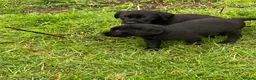 Labrador Retriever dogs for sale: kc registered labrador pups in Stafford - Advert 20