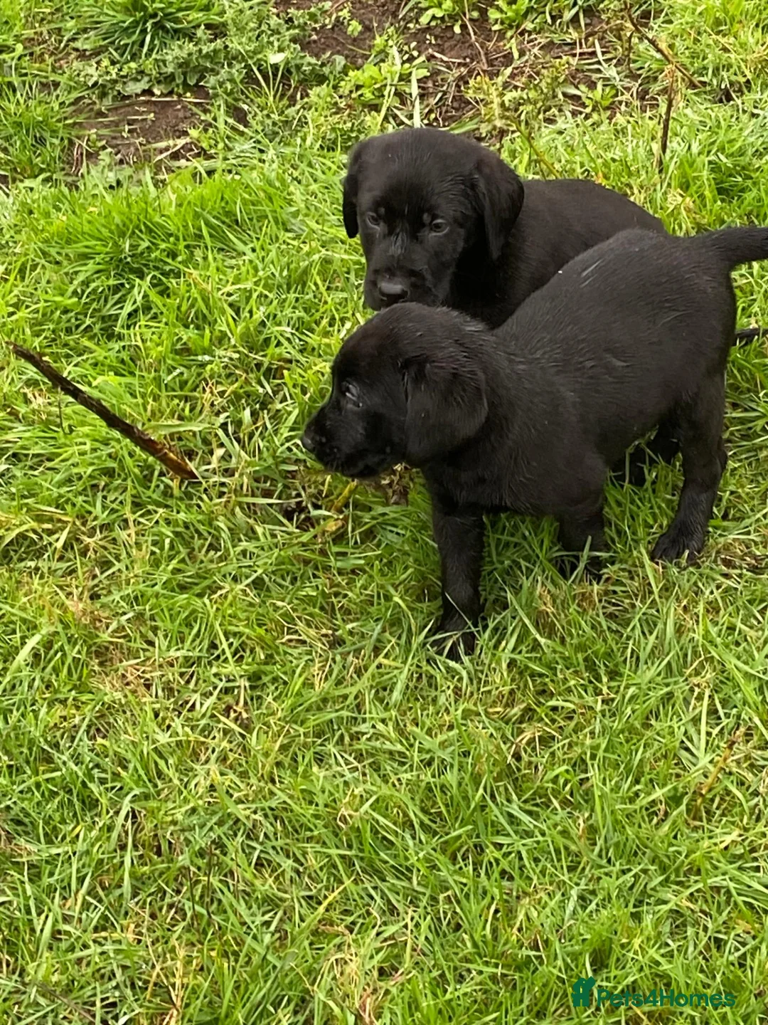 Labrador Retriever dogs for sale: kc registered labrador pups in Stafford - Advert 20