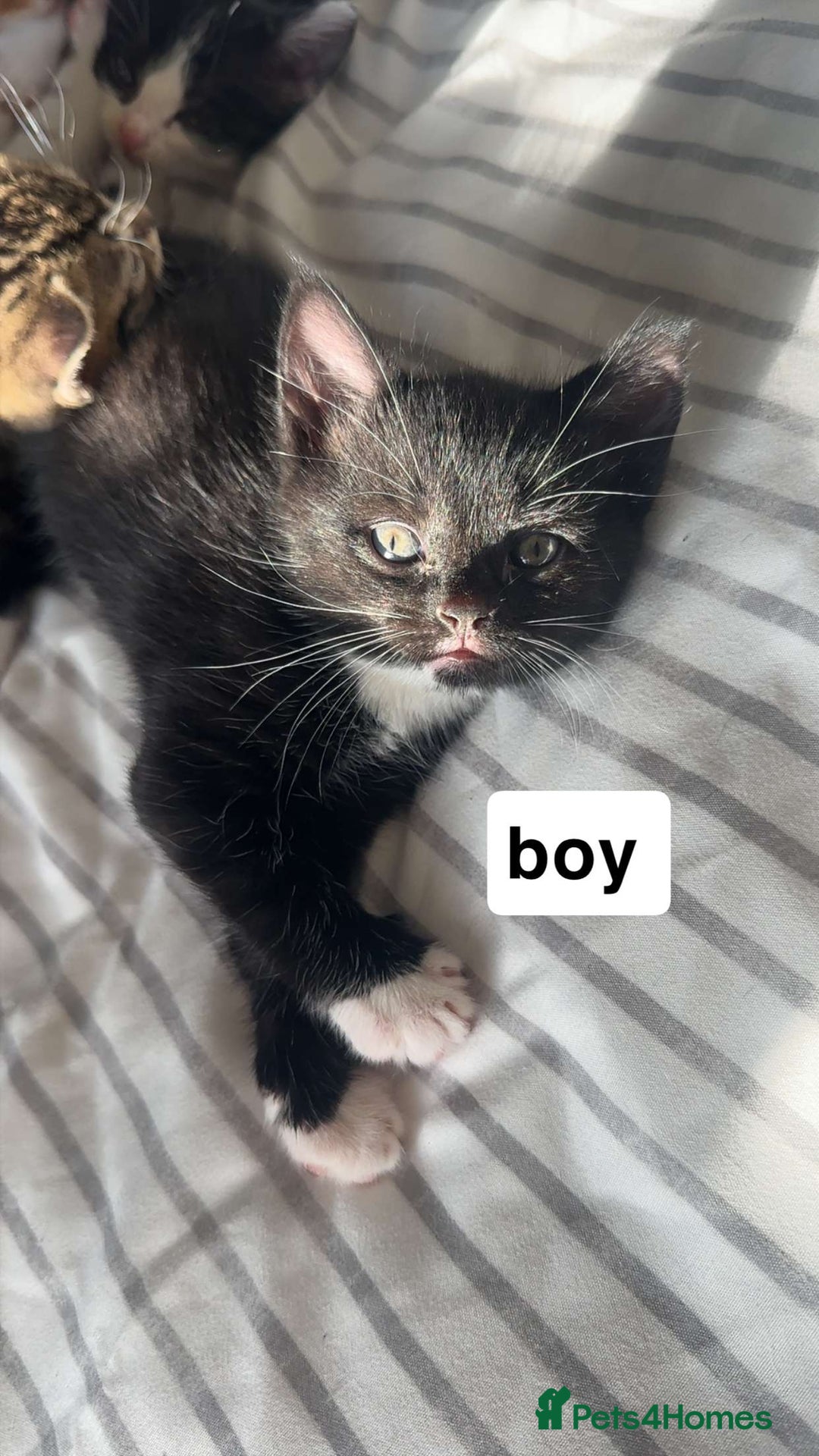 Mixed Breed cats for sale: Lovely litter of 6 beautiful kittens - Advert 4