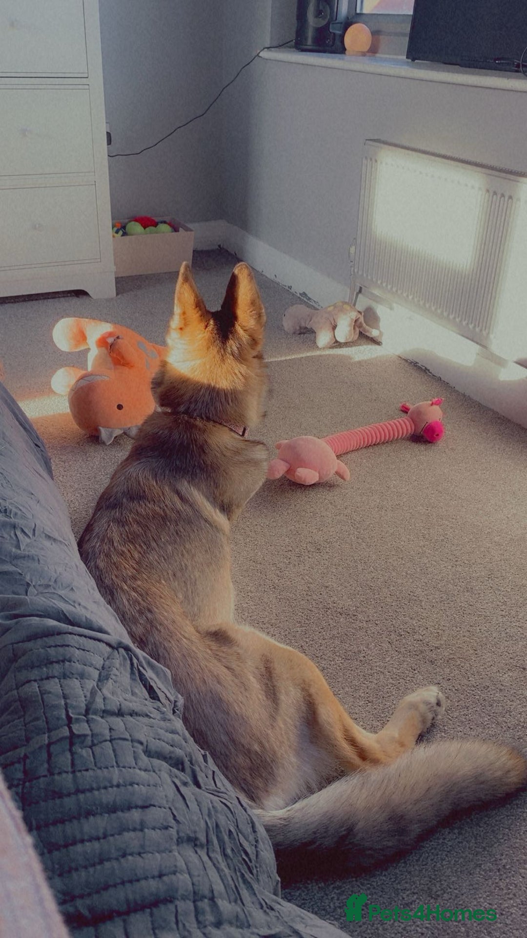 German Shepherd dogs for sale: River female German shepherd  - Advert 17