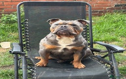 Old Tyme Bulldog dogs for stud: Old English bulldog for stud - Image 2