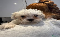 Malshi dogs for sale: Male Malshi Pups - Advert 10