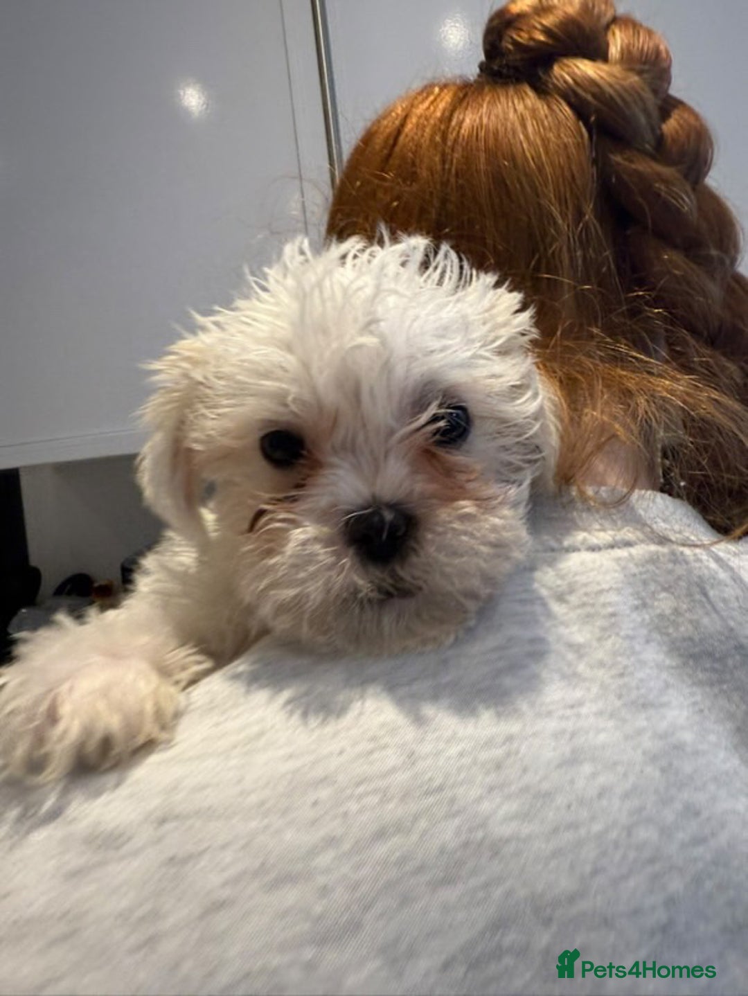 Malshi dogs for sale: Male Malshi Pups - Advert 10