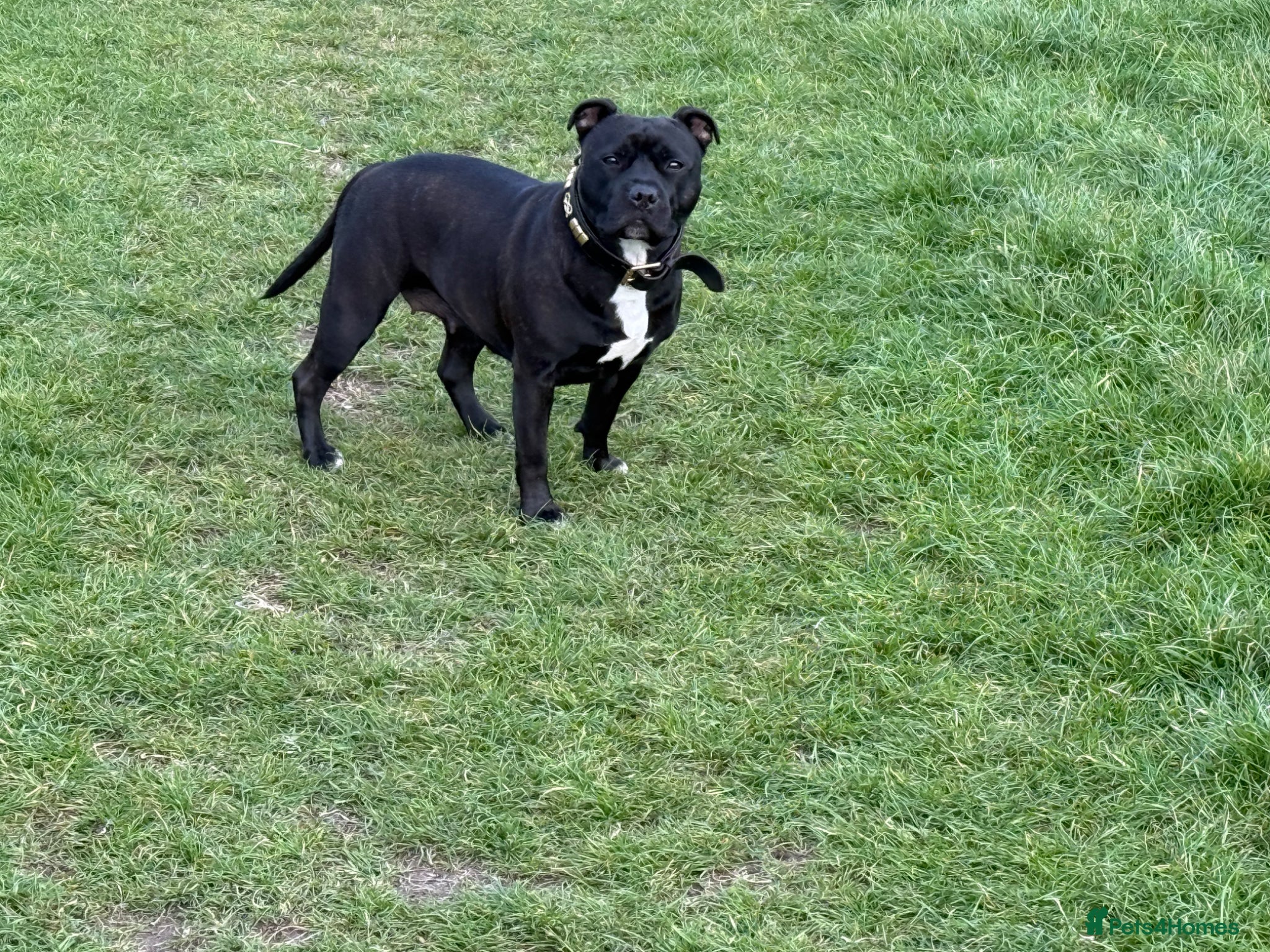 Staffordshire Bull Terrier dogs for sale: KC Registered Staffordshire Bull Terrier Puppies - Advert 1