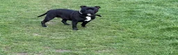 Staffordshire Bull Terrier dogs for sale: KC Registered Staffordshire Bull Terrier Puppies - Advert 1