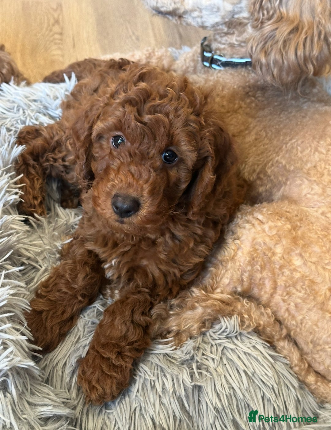 Miniature Poodle dogs for sale: Red Miniature Poodles  - Advert 21