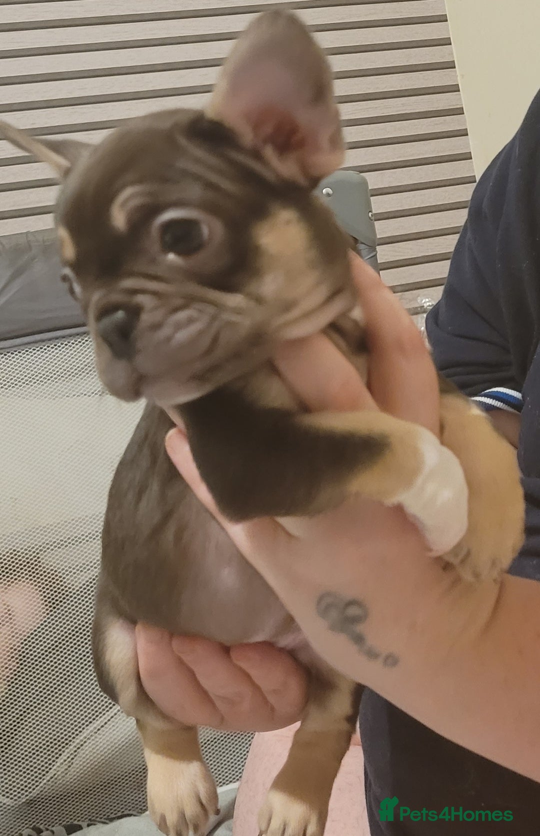 French Bulldog dogs for sale: 2 female French bulldogs - Advert 4