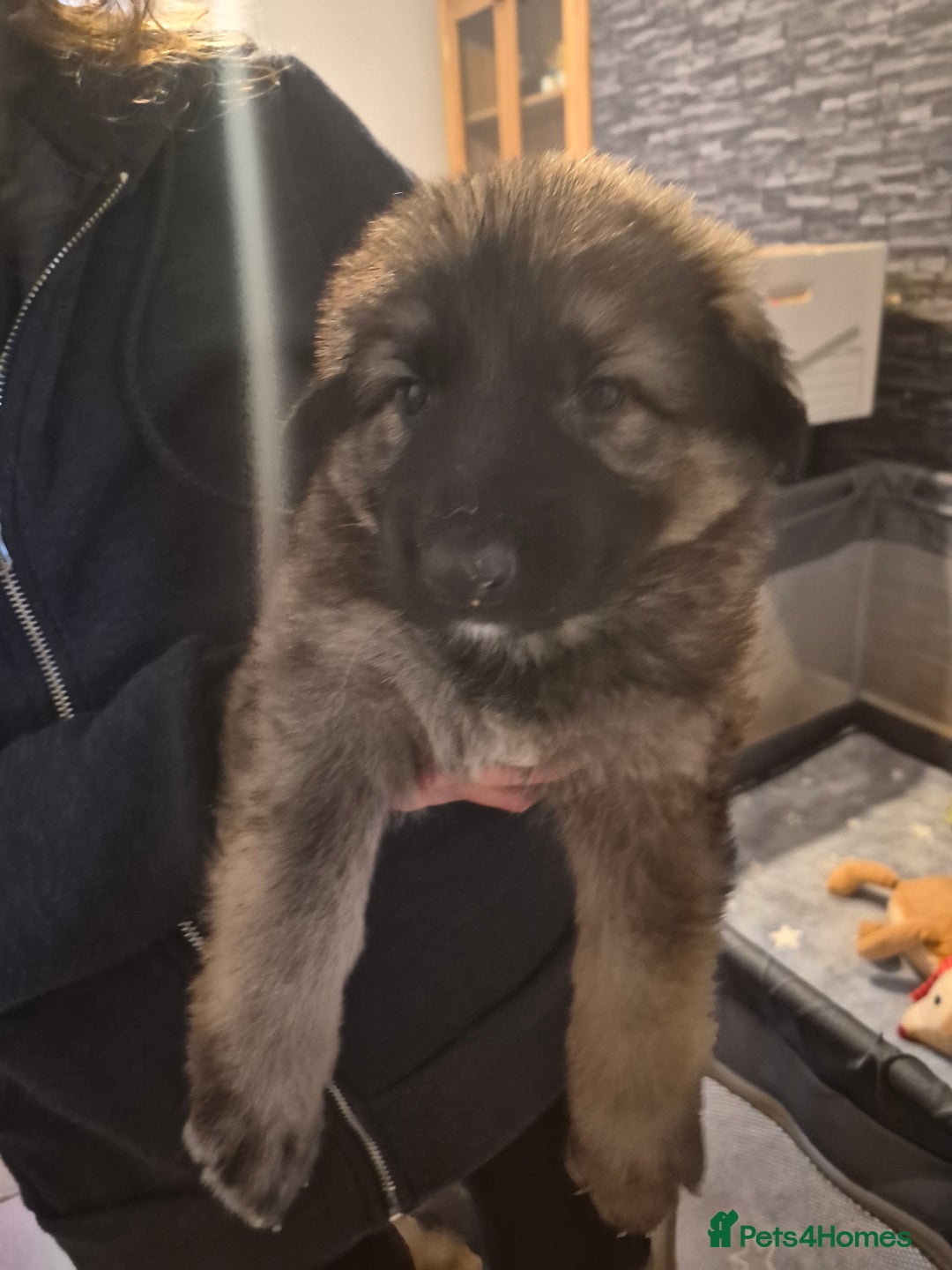 German Shepherd dogs for sale: 8 beautiful GSD puppies for sale  - Advert 5