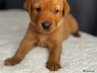 Labrador Retriever dogs KC registered Fox red Labrador puppies - Advert 9