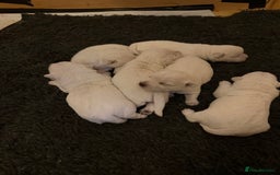 West Highland Terrier dogs for sale: West Highland puppy’s for sale - Image 4