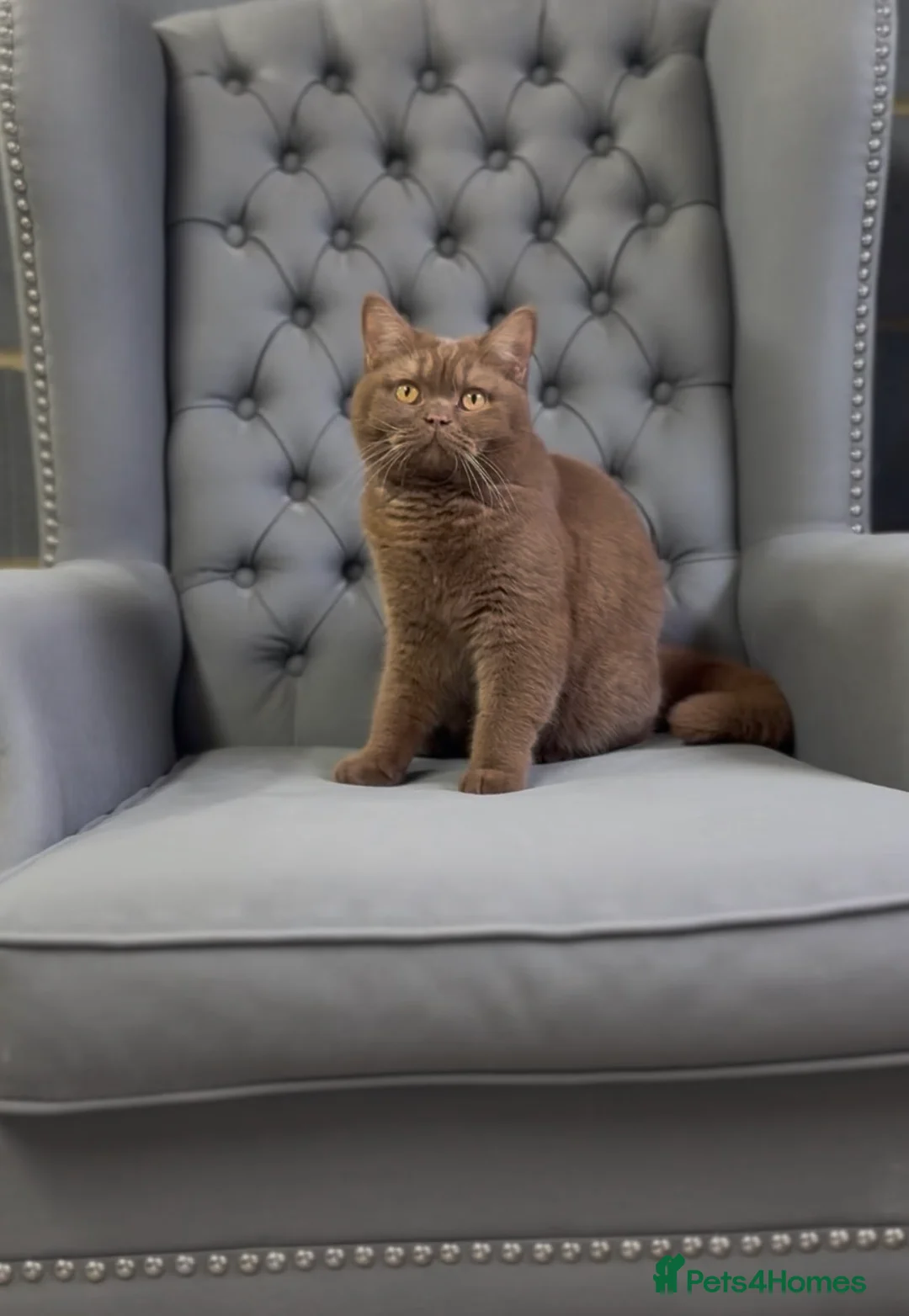 British Shorthair cats for stud: Cinnamon BSH Champion bloodlined Stud. - Advert 2