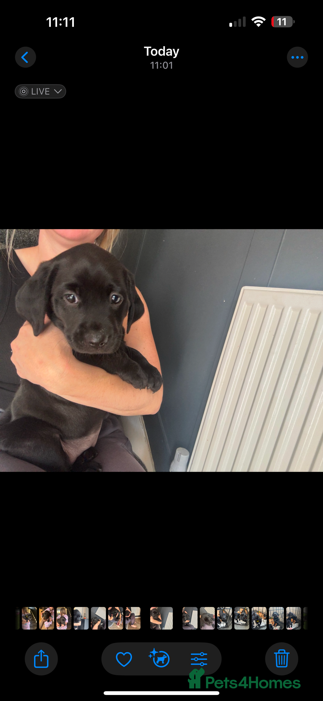 Labrador Retriever dogs for sale: Black labs for sale  - Image 2