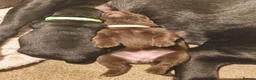 Labrador Retriever dogs for sale: 6 stunning female labrador puppies - Advert 31
