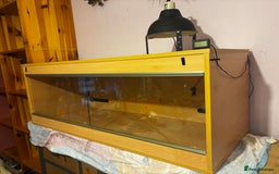 Bearded Dragon reptiles for sale: Complete bearded dragon / vivarium  - Image 3