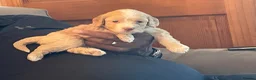Cockapoo dogs for sale: Beautiful F1 Cockapoo Puppies in Peterborough - Advert 5
