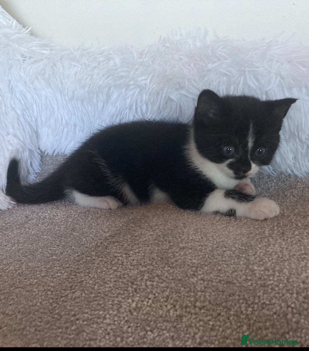 British Shorthair cats for sale: Beautiful British Shorthair Kitten Male  - Image 3