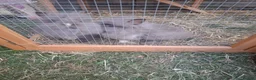 Lionhead rabbits for sale: 2 Beautiful Fluffy Lionhead-Type Rabbits for Home in Reading - Advert 1