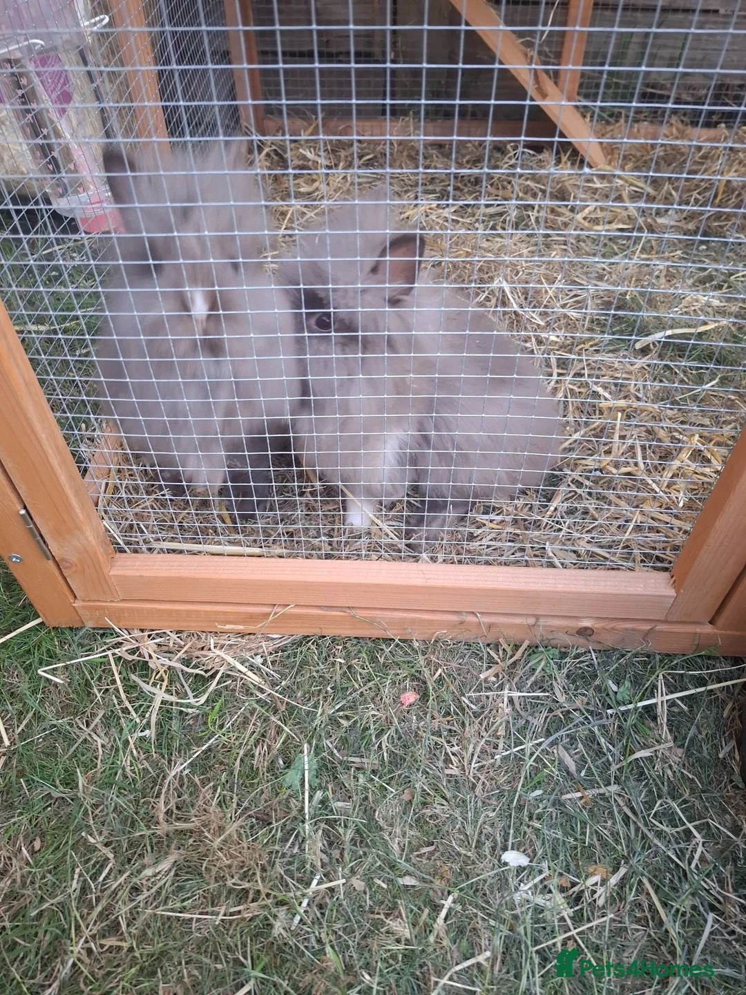 Lionhead rabbits for sale: 2 Beautiful Fluffy Lionhead-Type Rabbits for Home in Reading - Advert 1