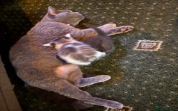 British Shorthair cats for sale: 4 male british short haired x kittens - Image 12