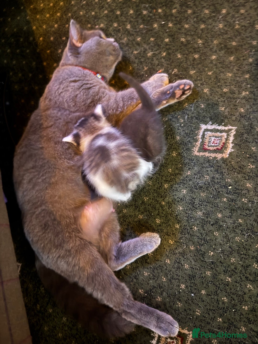 British Shorthair cats for sale: 4 male british short haired x kittens - Image 12