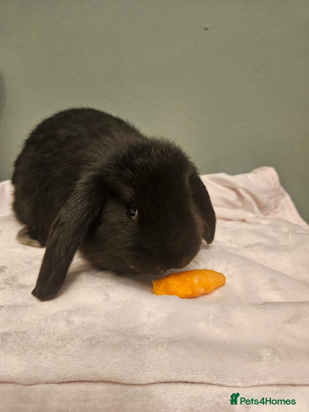 French Lop rabbits for sale: French lop ** last one left** - Advert 11